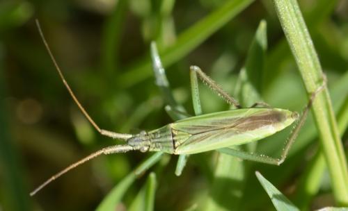 Réf. 284 642 : Notostira sp.